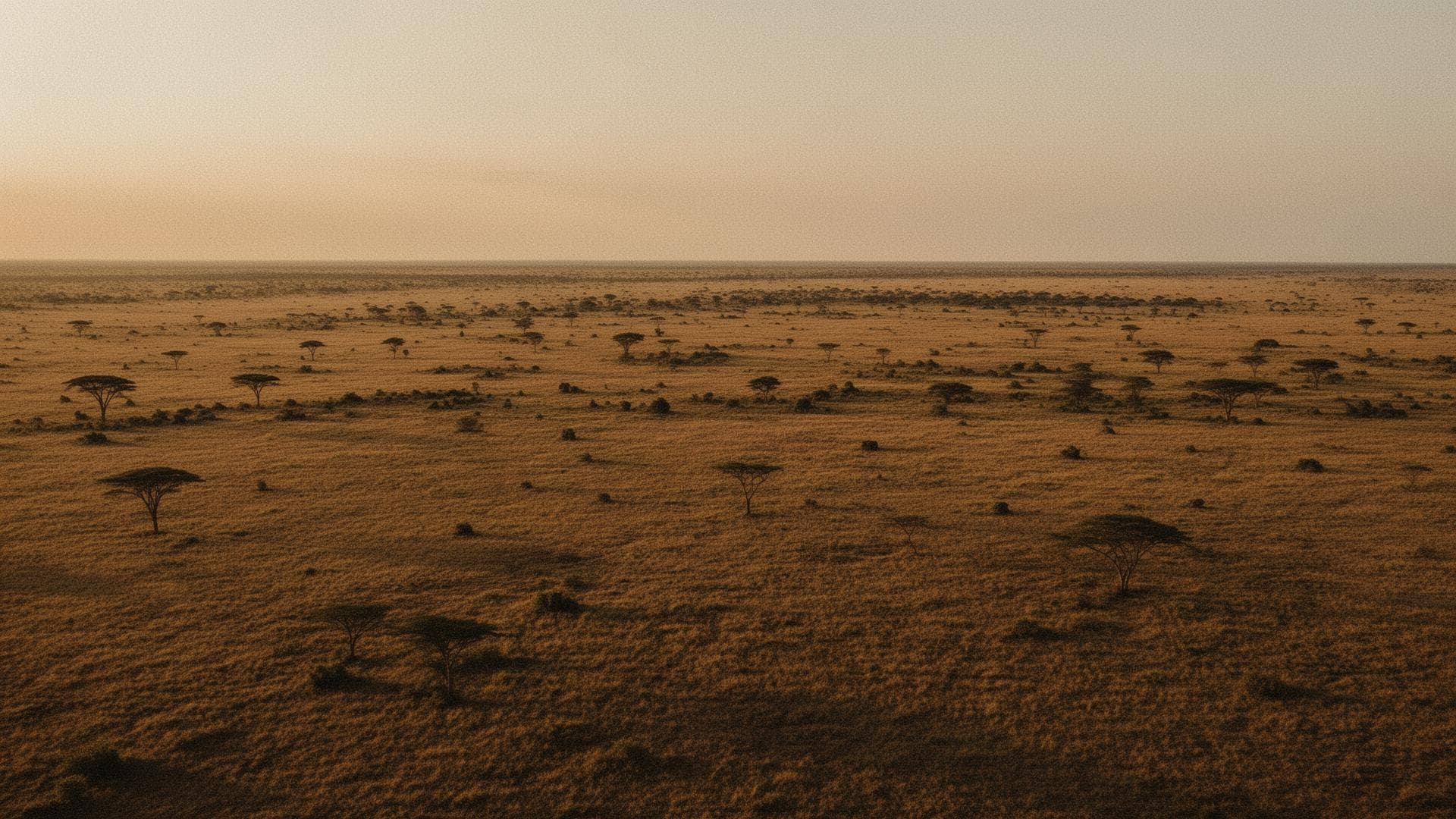 African savanna landscape at golden hour
